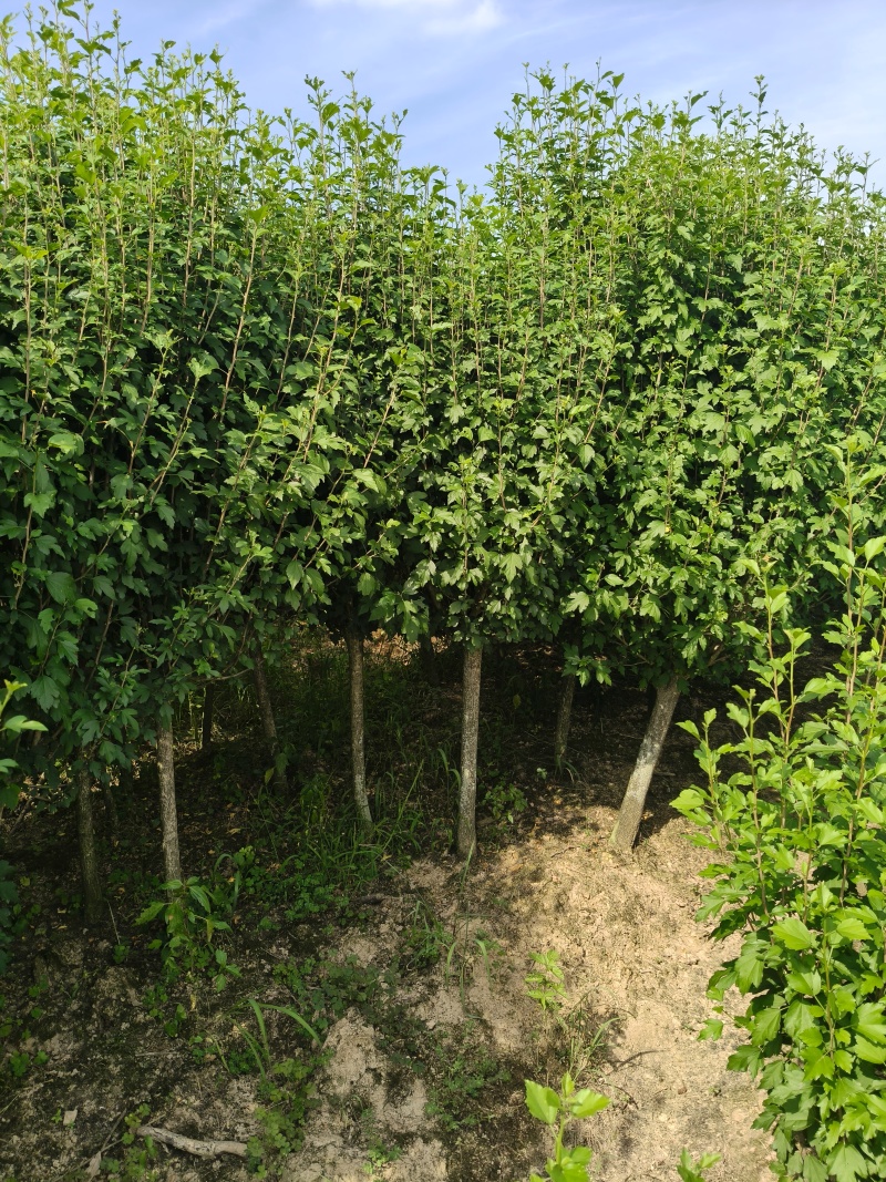 木槿供应红花木槿