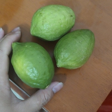 香水柠檬