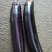 精品长茄产地直发量大从优欢迎来电