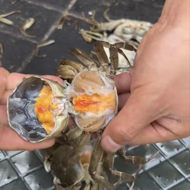 江苏六月黄批发，公蟹母蟹有货，物流直达包邮，全国发货