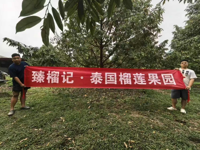 【电商】泰国金枕榴莲/冻榴莲肉/源头厂家/常年供应