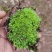 苔藓出售