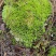苔藓出售