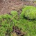 苔藓出售
