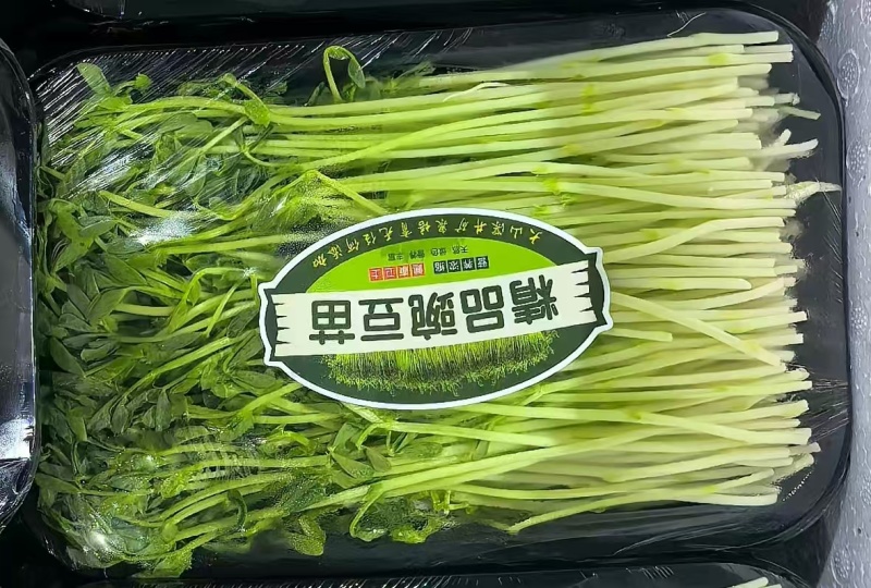 水培芽苗菜