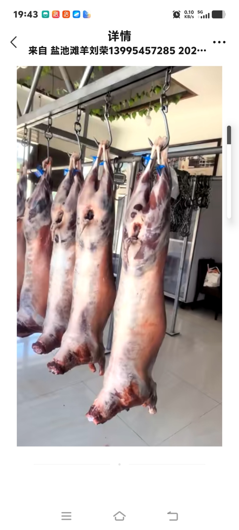 宁夏盐池滩羊肉农家散养现杀白条羊肉质鲜嫩冷链空运包邮