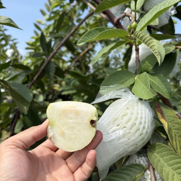 广州南沙番石榴（芭乐）田地直发