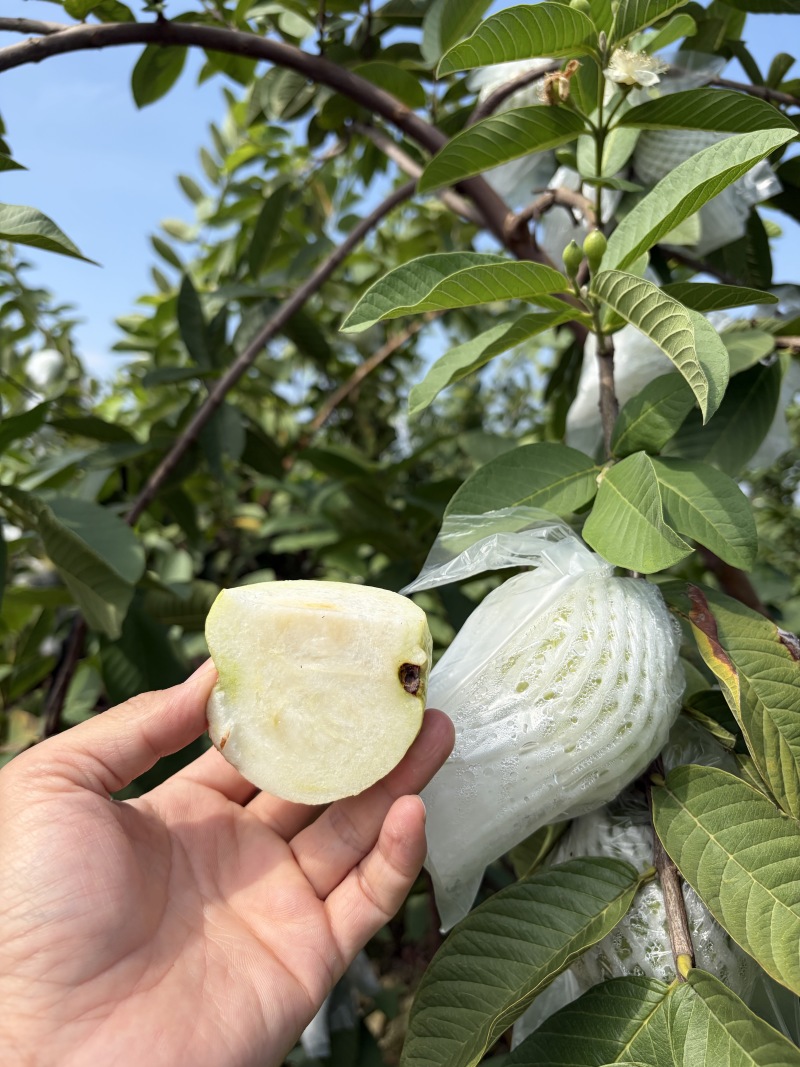 广州南沙番石榴（芭乐）田地直发