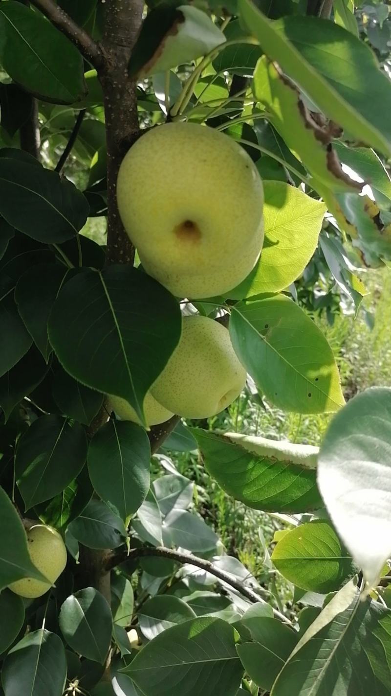 丁香梨