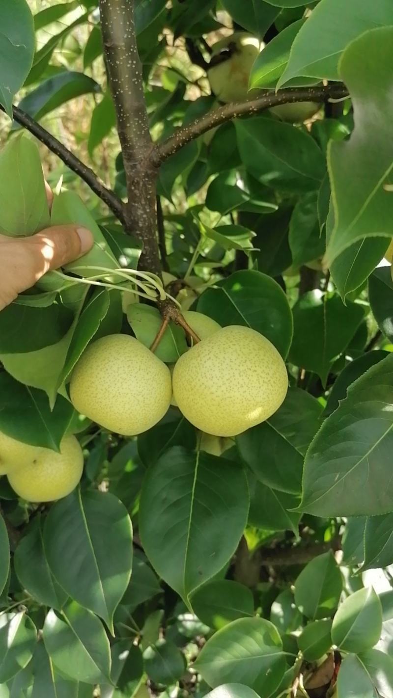 丁香梨