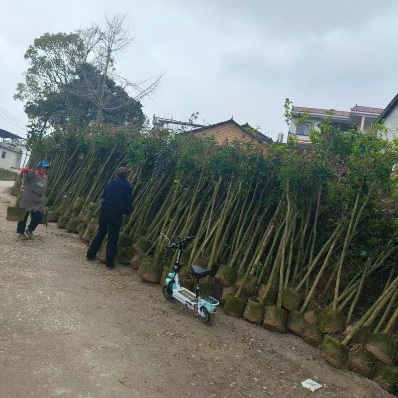 桂花树苗