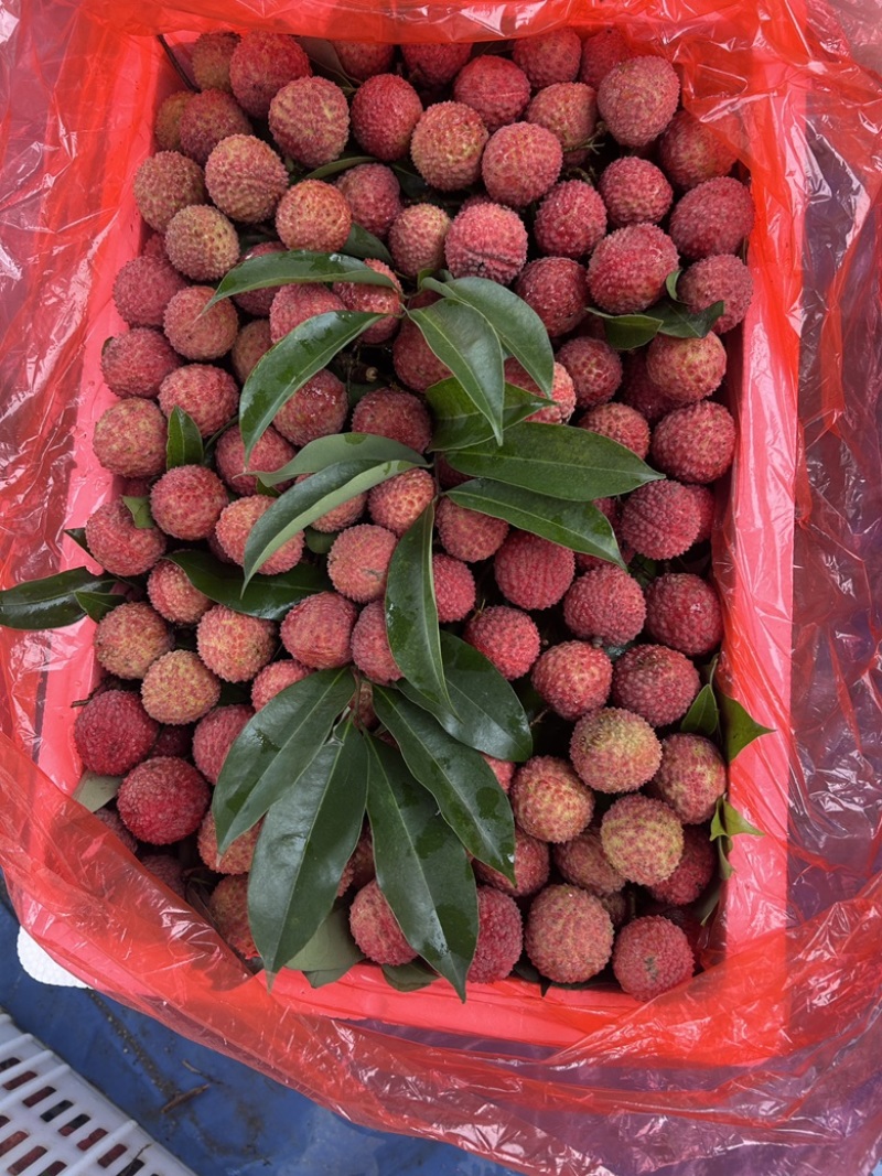 黑叶，桂味