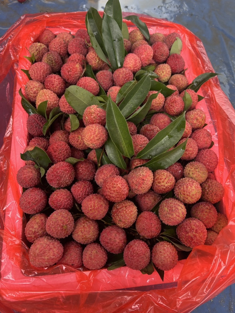 黑叶，桂味