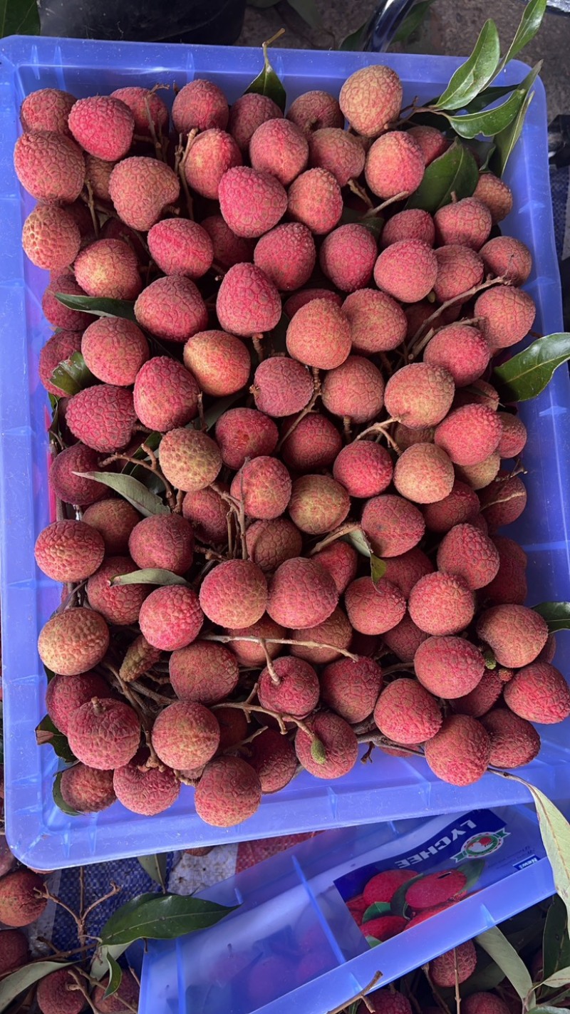 黑叶，桂味