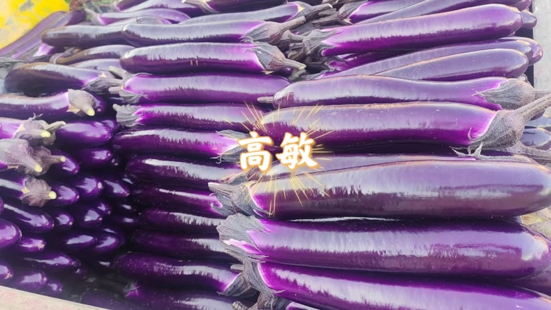 紫棒长茄2026博爱县基地直发红金刚茄子大量现货