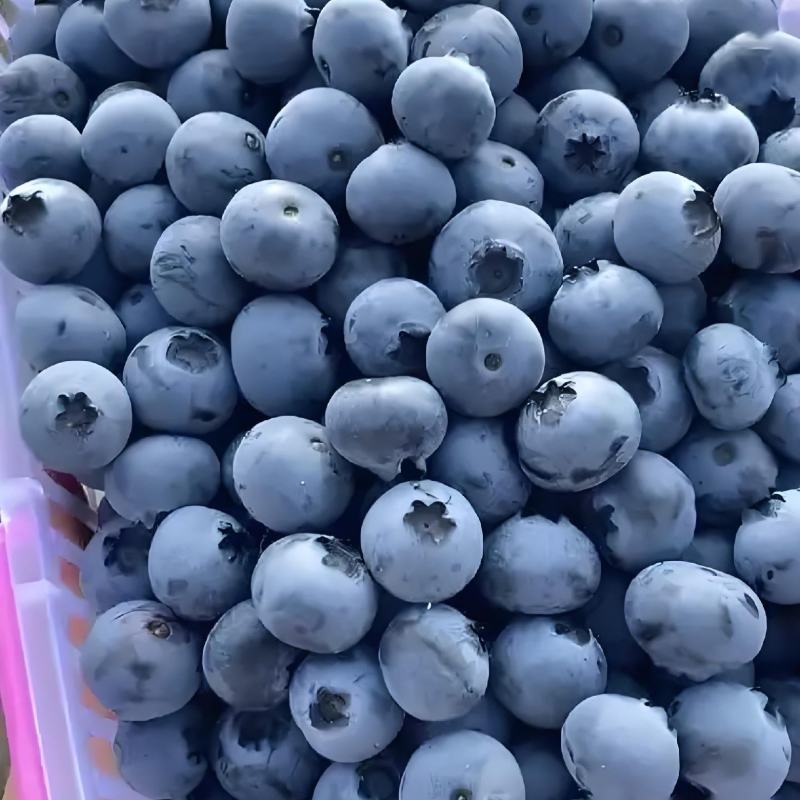 大罗张蓝莓熟了