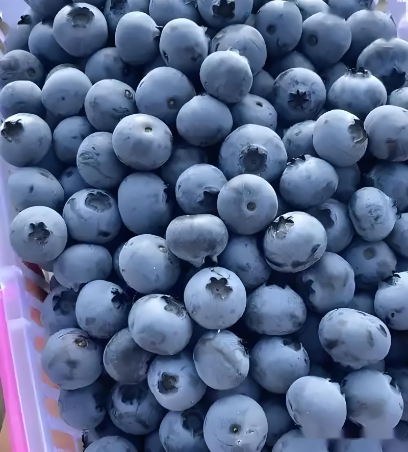 大罗张蓝莓熟了