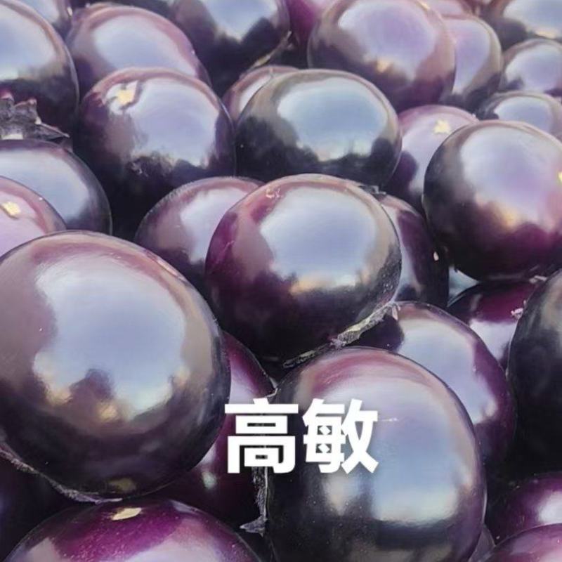 河南焦作博爱2026紫光圆茄4两以上多年老店信誉有保障