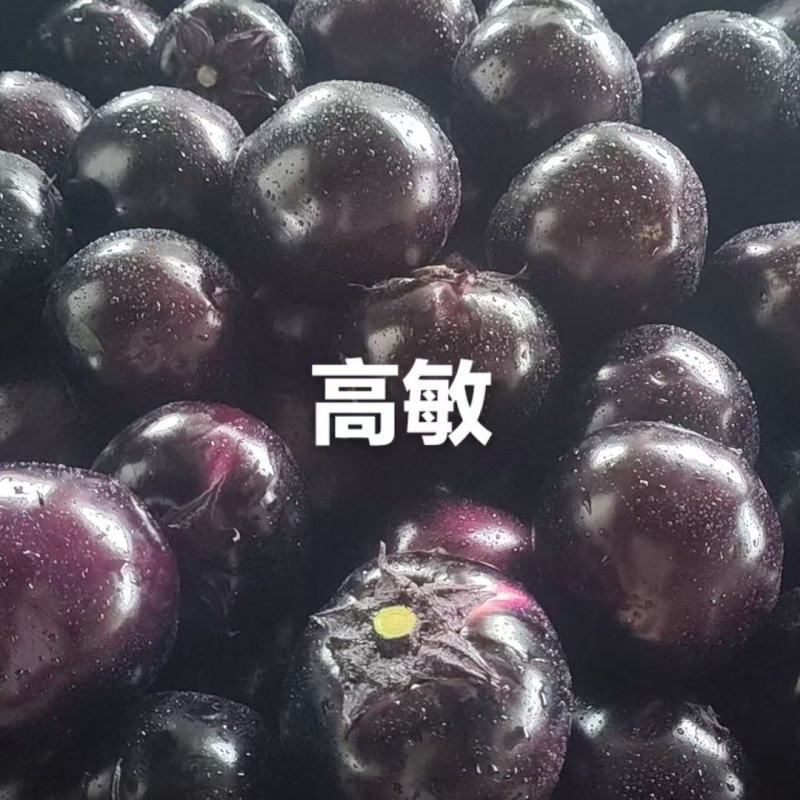 2026河南博爱紫光圆茄4两以上基地货质量有保证