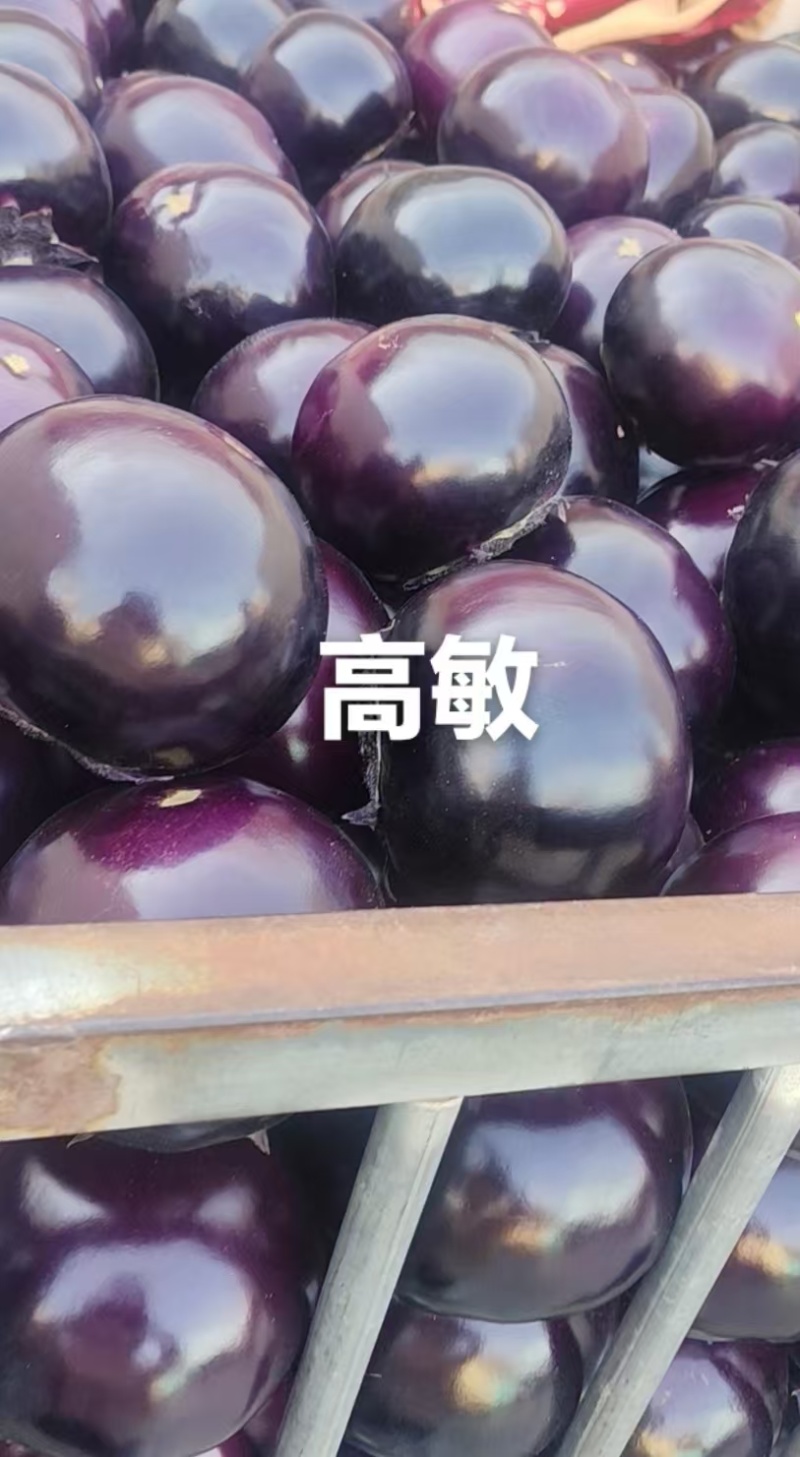 2026河南博爱紫光圆茄4两以上基地货质量有保证
