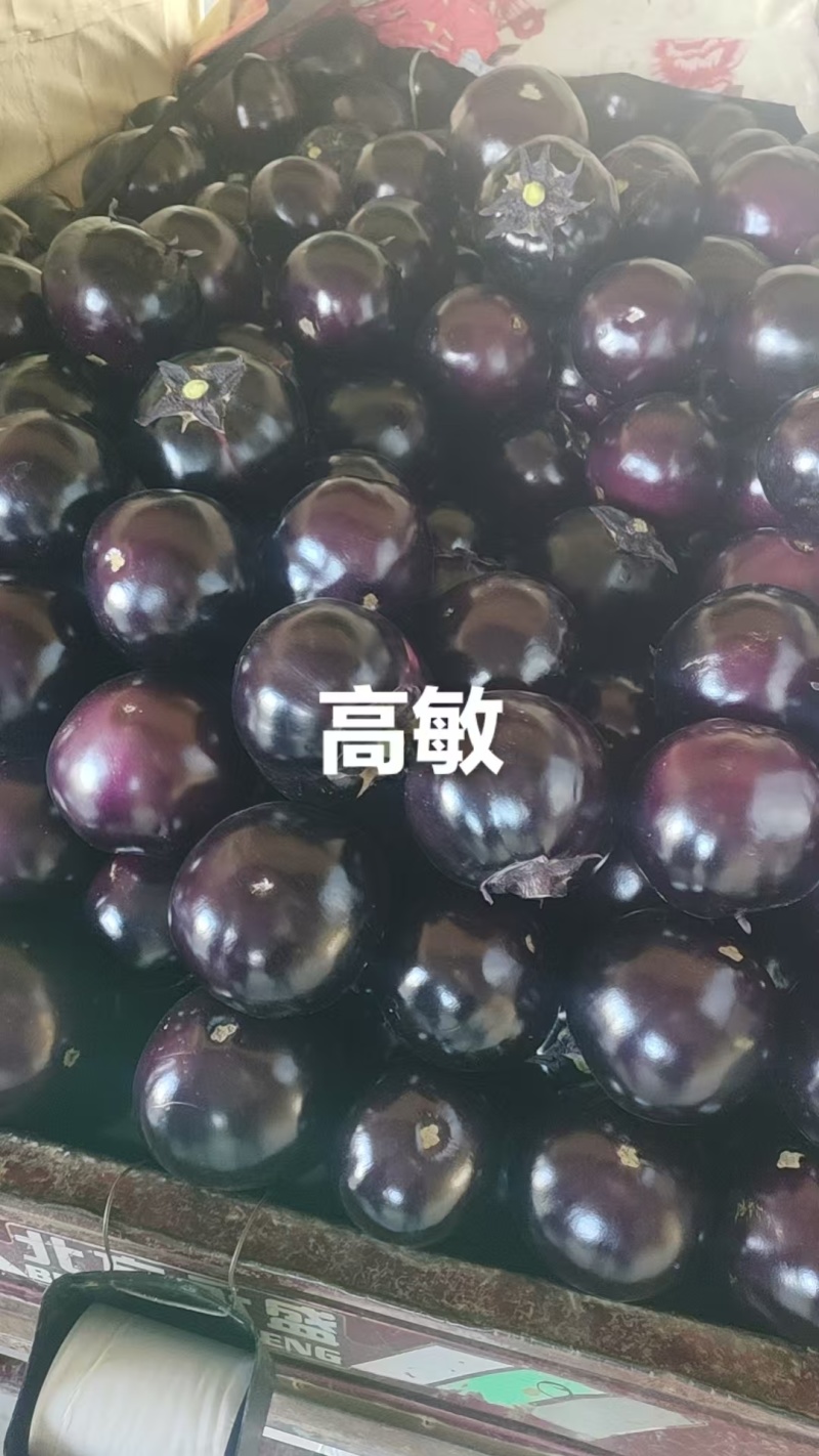 2026河南博爱紫光圆茄4两以上基地货质量有保证