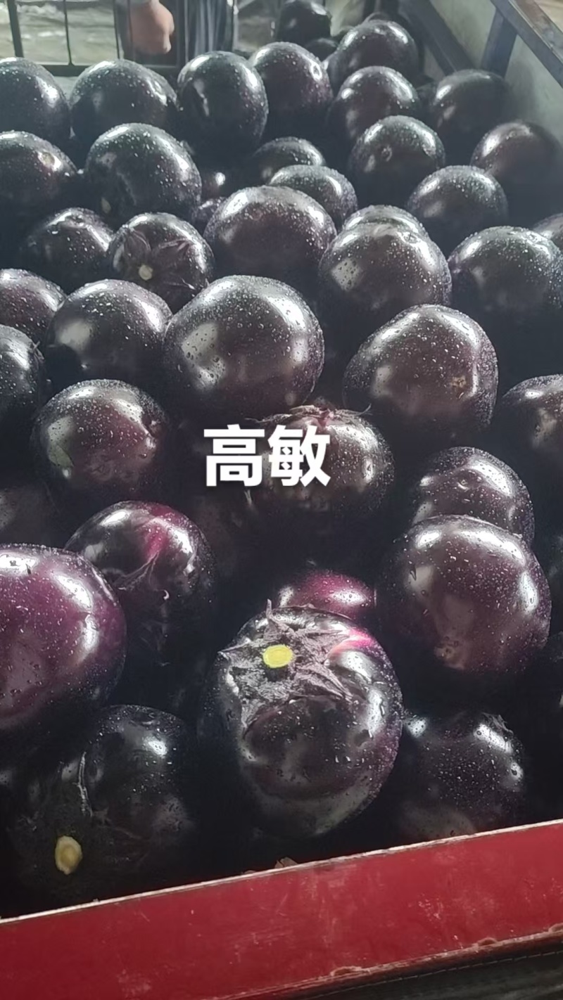 2026河南博爱紫光圆茄4两以上基地货质量有保证