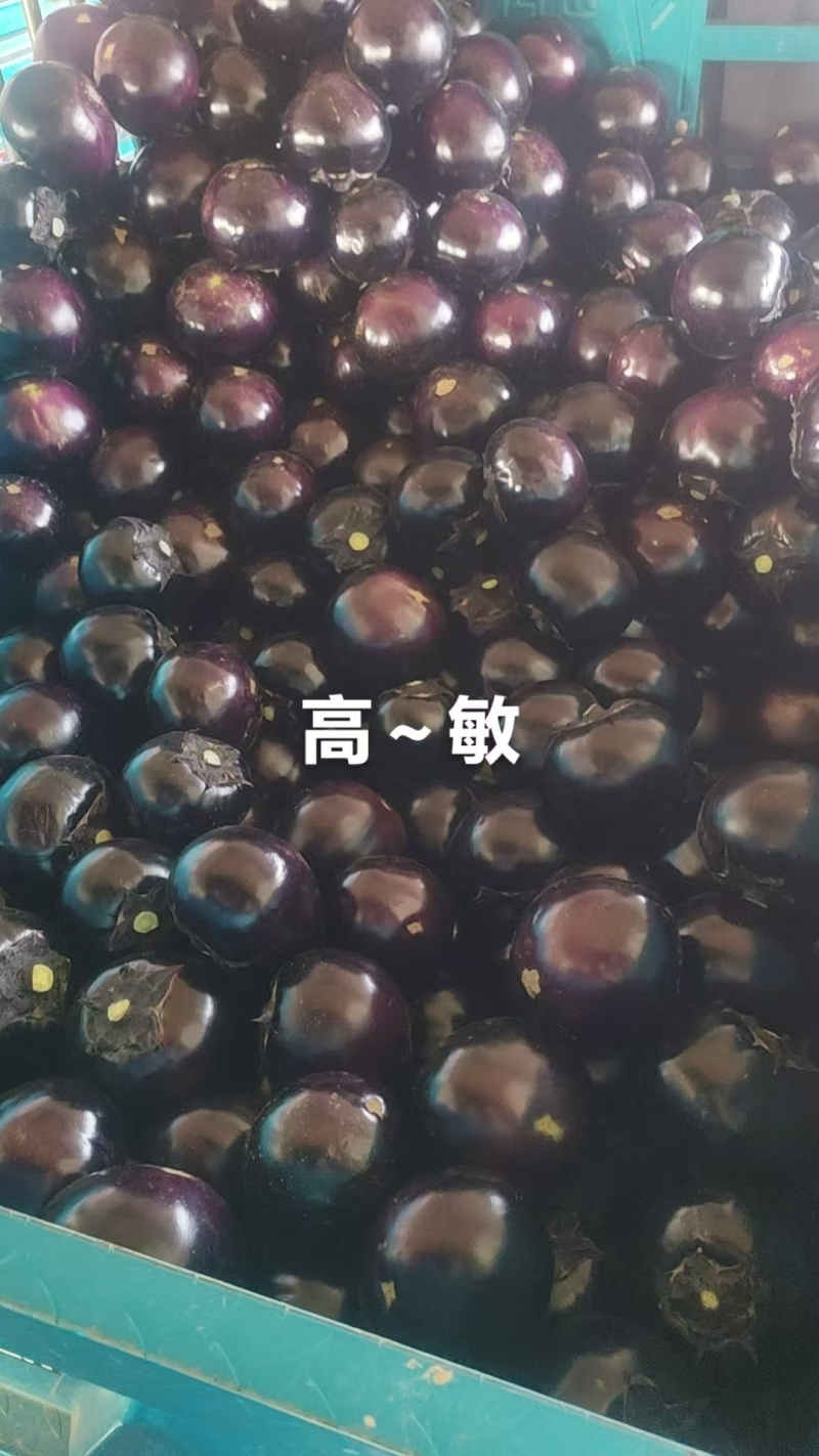 2026河南博爱紫光圆茄4两以上基地货质量有保证