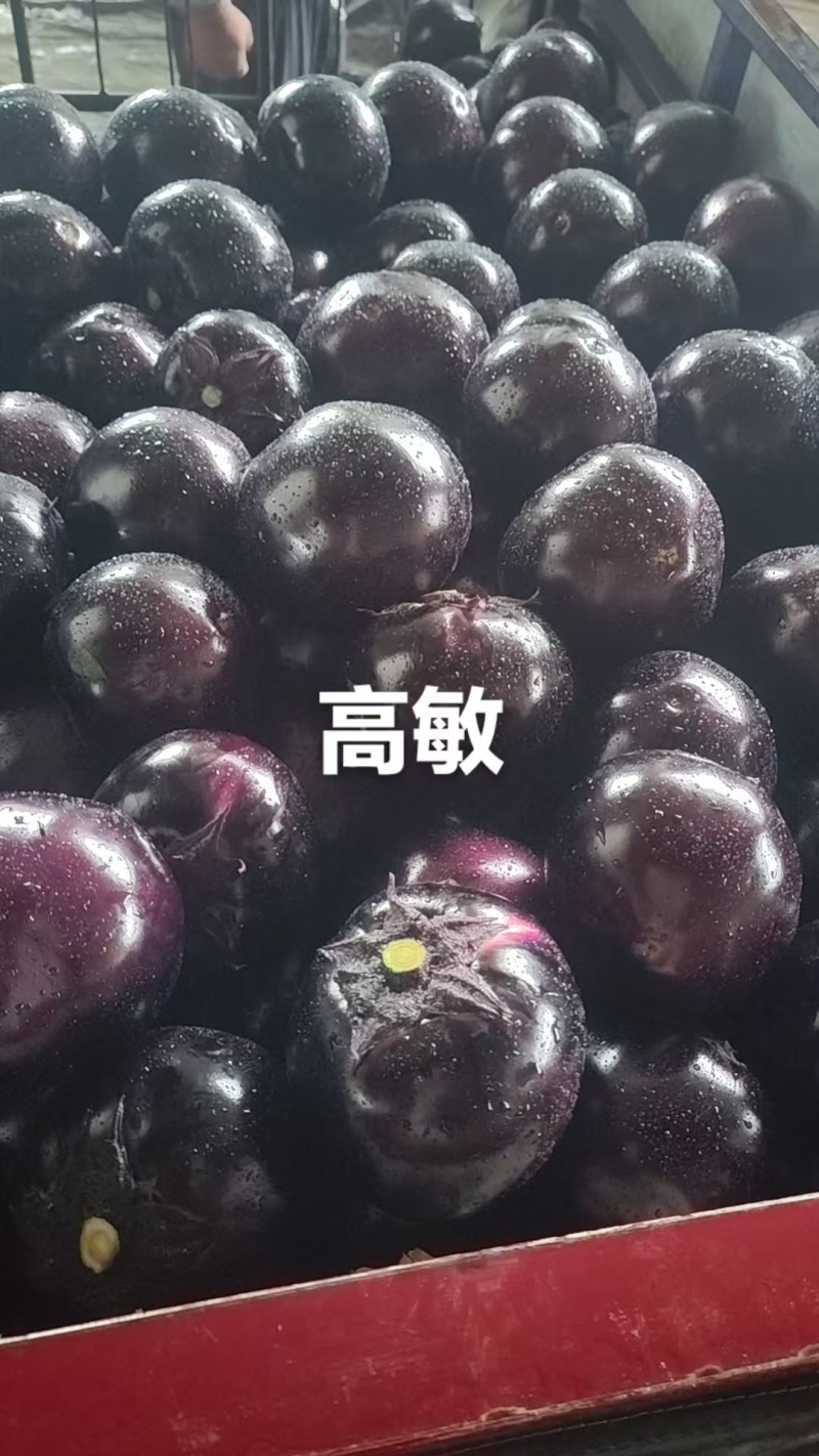 2026河南博爱紫光圆茄4两以上基地货质量有保证