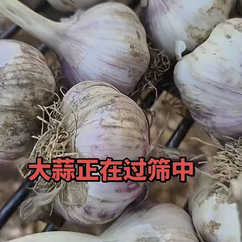 大青棵蒜种