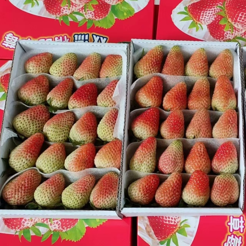 云南新鲜商用蒙特瑞,整箱现摘,冰糖葫芦奶茶果酱专用