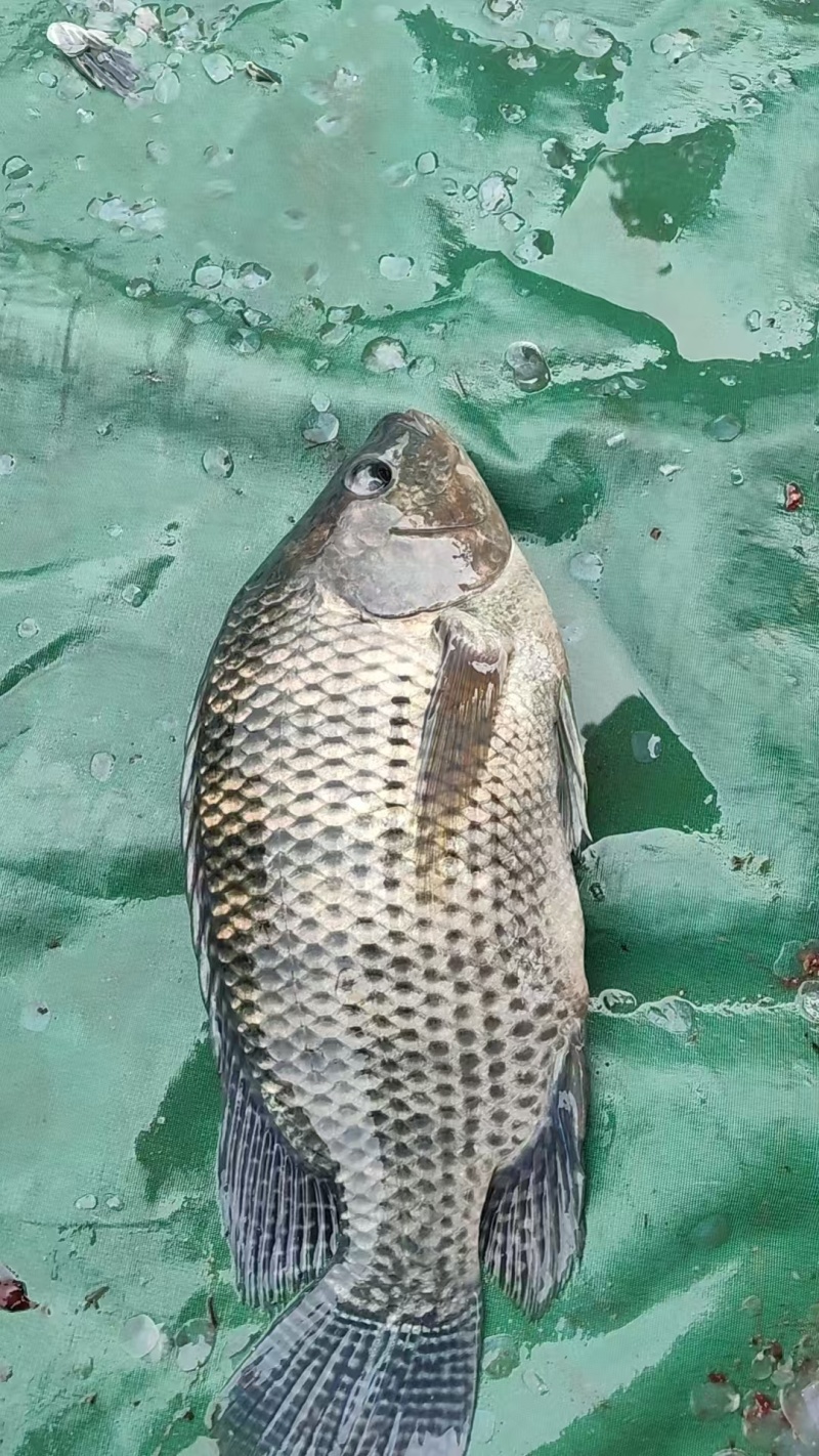 罗非鱼