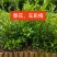 新苗车轮梅上市，欢迎需要的老板小店联系！