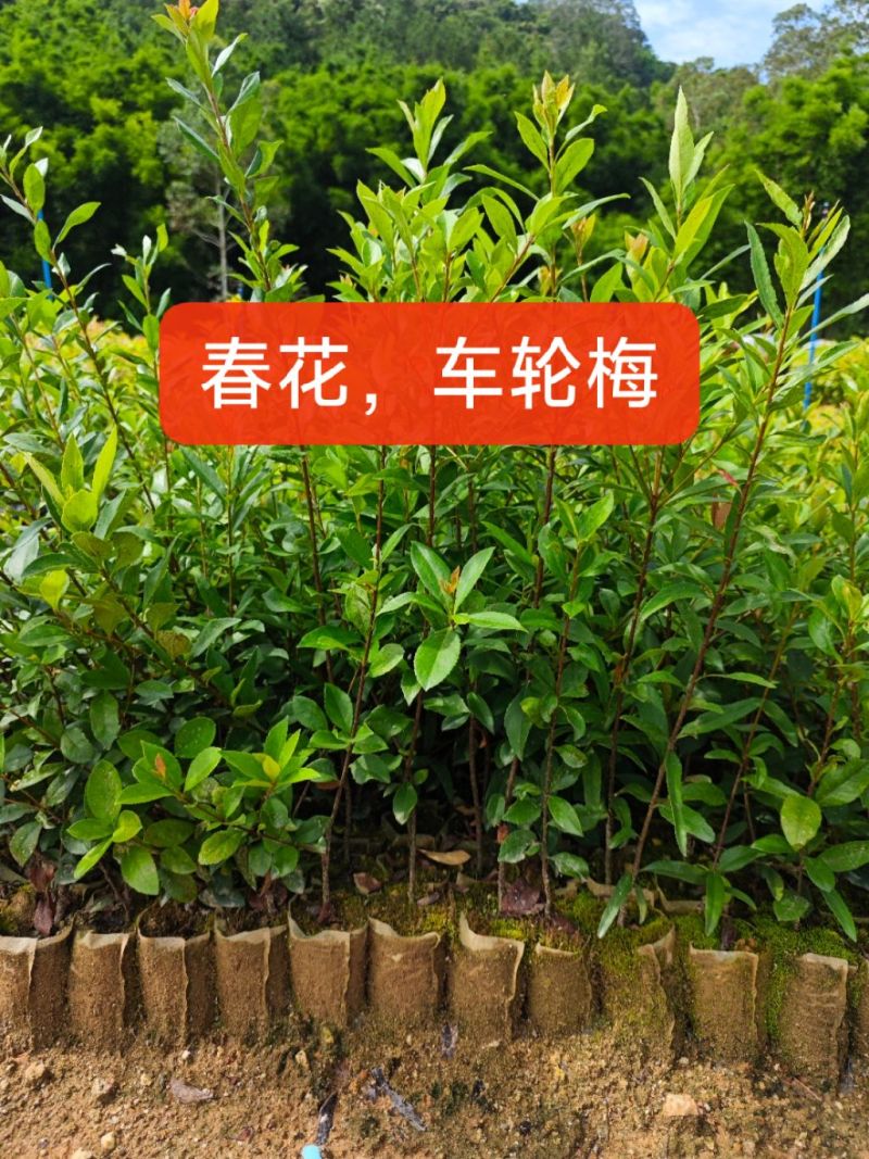 新苗车轮梅上市，欢迎需要的老板小店联系！