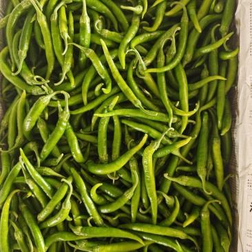 小嫩辣椒，樟树港