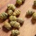 铁皮石斛枫斗中药材紫皮石斛水草石斛规格齐全大货
