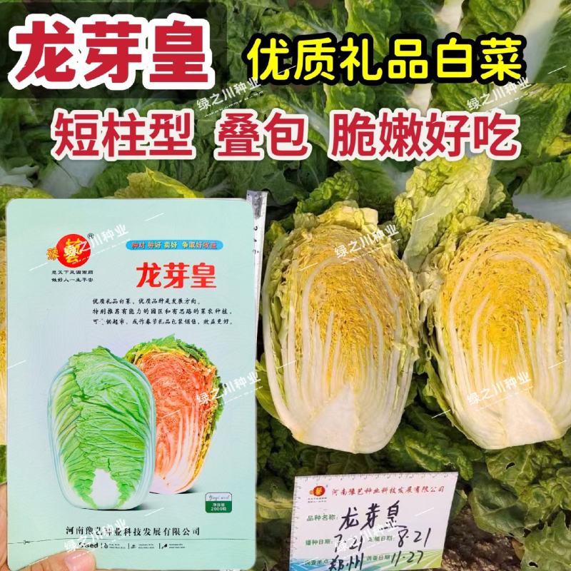 豫艺龙芽皇白菜种子优质礼品白菜种籽内叶桔红大白菜种子秋季