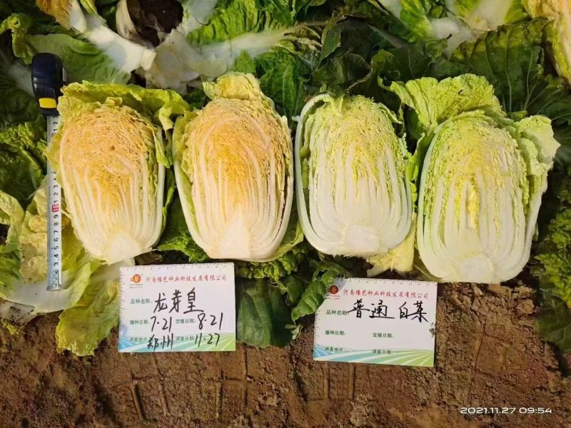 豫艺龙芽皇白菜种子优质礼品白菜种籽内叶桔红大白菜种子秋季