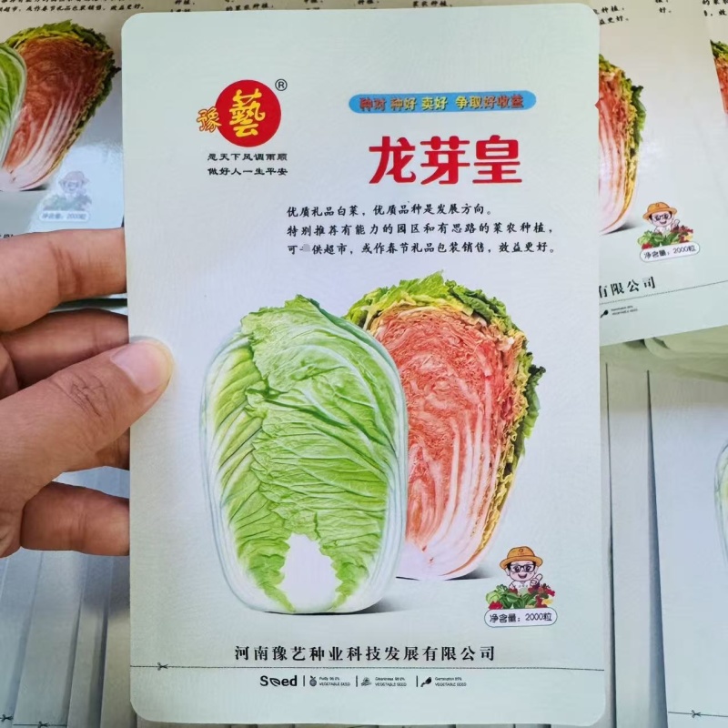 豫艺龙芽皇白菜种子优质礼品白菜种籽内叶桔红大白菜种子秋季
