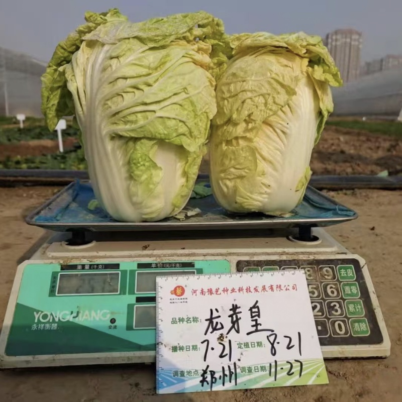豫艺龙芽皇白菜种子优质礼品白菜种籽内叶桔红大白菜种子秋季