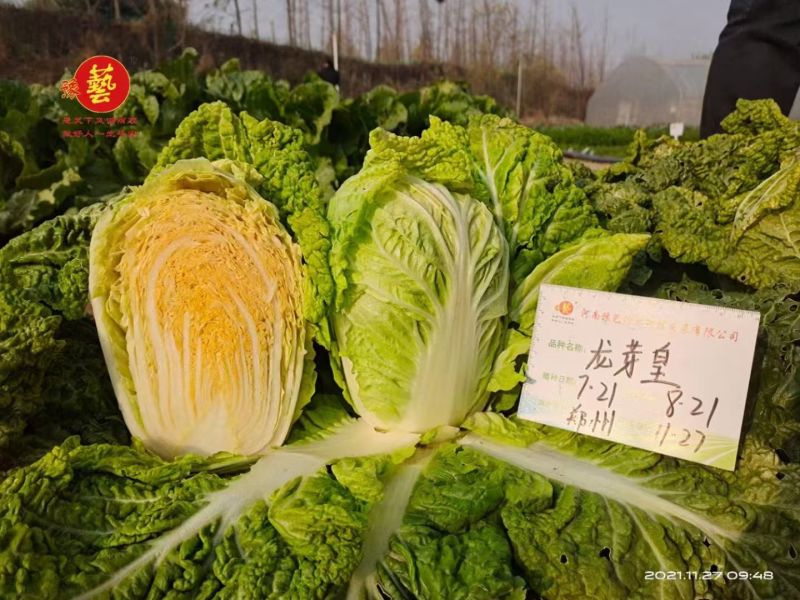豫艺龙芽皇白菜种子优质礼品白菜种籽内叶桔红大白菜种子秋季