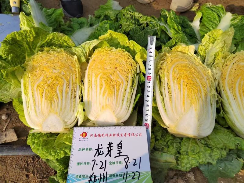 豫艺龙芽皇白菜种子优质礼品白菜种籽内叶桔红大白菜种子秋季