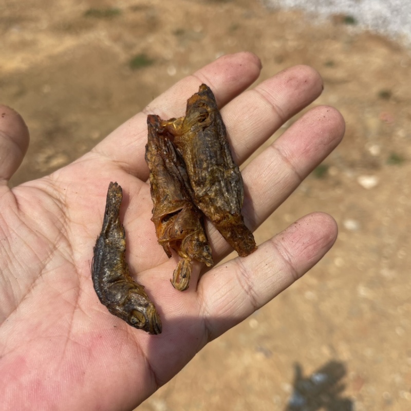 老头鱼干小丑鱼干呆子鱼烟熏烘干微咸轻微烟味