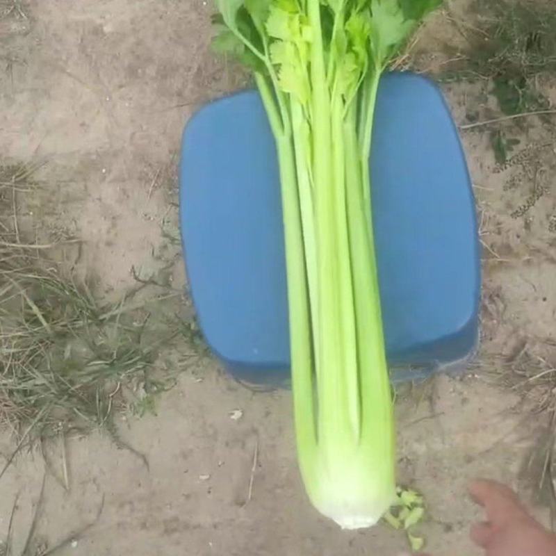 精品西芹大量有货，支持各种包装