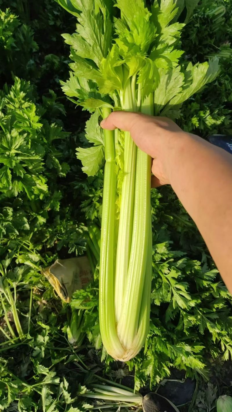 精品西芹大量有货，支持各种包装