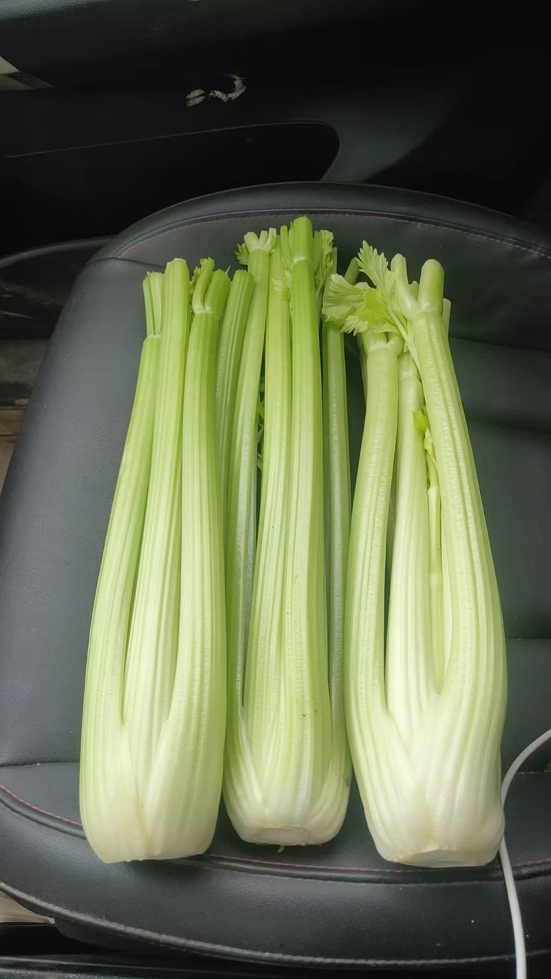 精品西芹大量有货，支持各种包装
