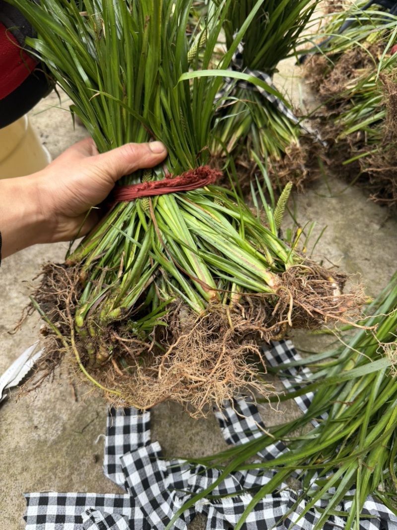 雅安红心石菖蒲苗5000棵起拍
