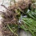 雅安红心石菖蒲苗5000棵起拍