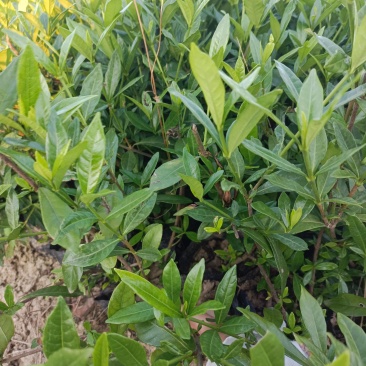 小叶桅子杯苗