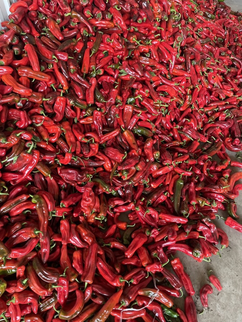 精品红椒，大量上市，品质有保障，一手货源，量大从优