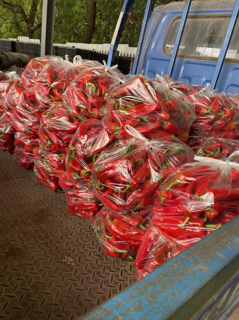 精品红椒，大量上市，品质有保障，一手货源，量大从优
